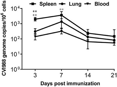 An Anti-Tumor Vaccine Against Marek's Disease Virus Induces Differential Activation and Memory Response of γδ T Cells and CD8 T Cells in Chickens